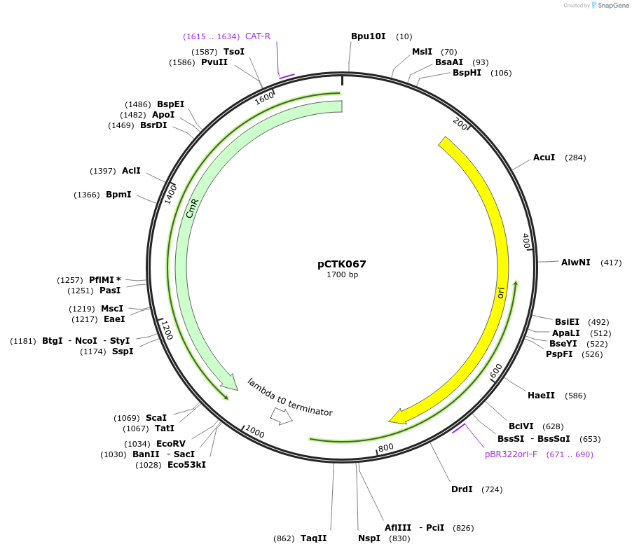 248430-plasmid-map-sequence-id-505060