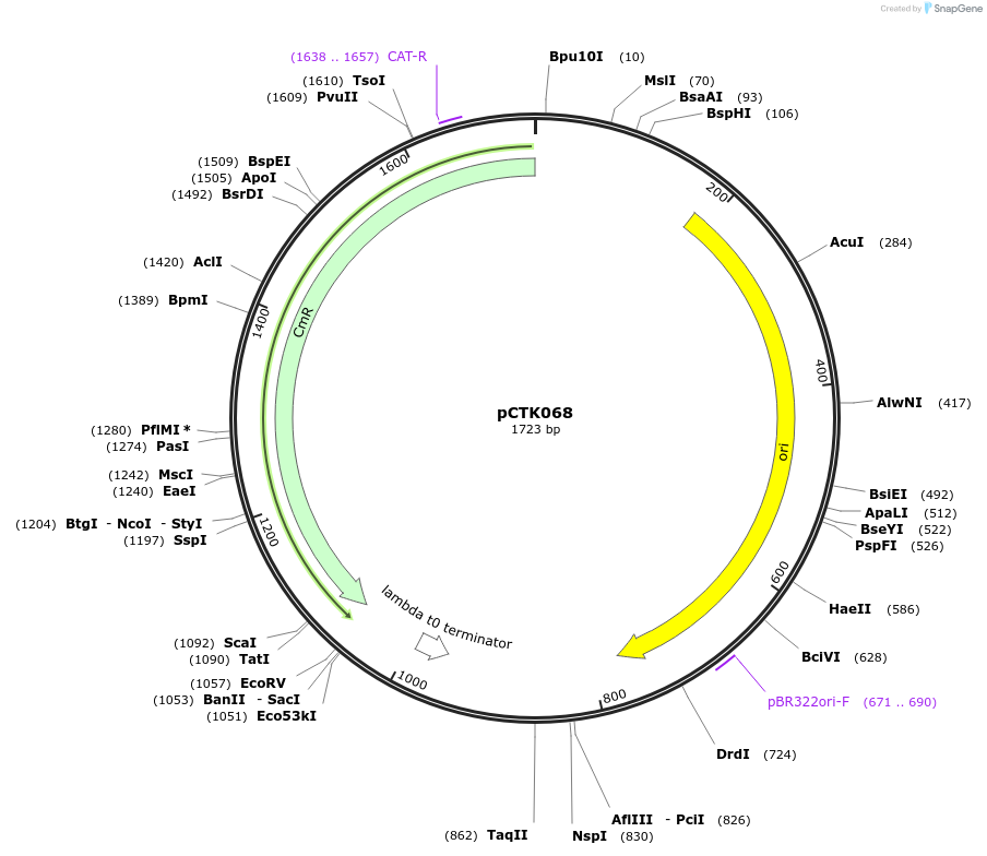 248431-plasmid-map-sequence-id-505061