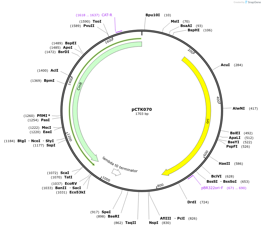248433-plasmid-map-sequence-id-505063