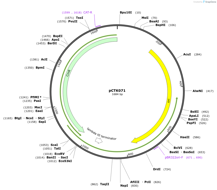248434-plasmid-map-sequence-id-505064