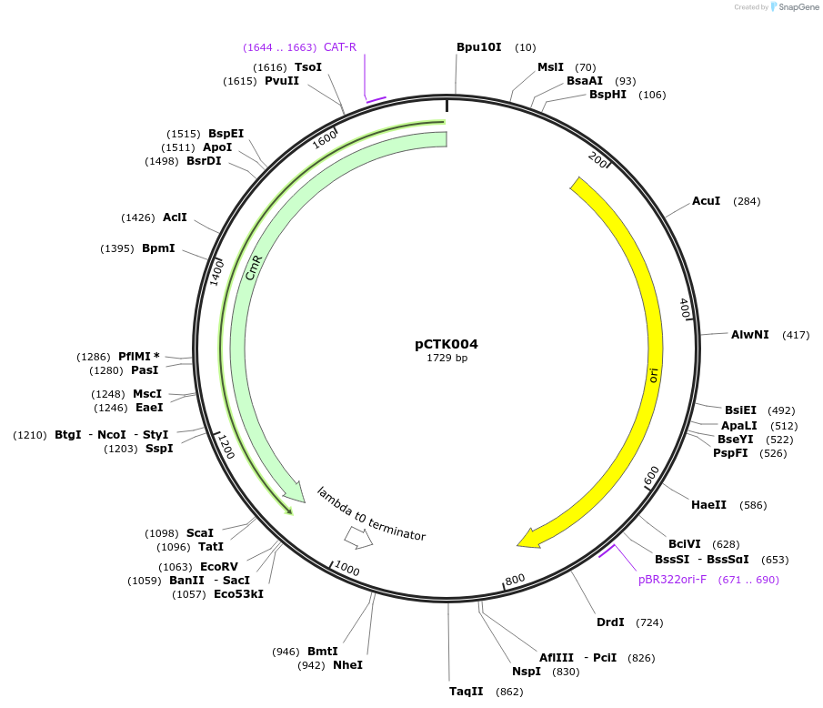 248367-plasmid-map-sequence-id-505066