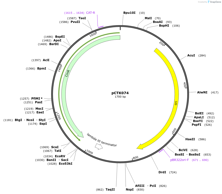248437-plasmid-map-sequence-id-505067