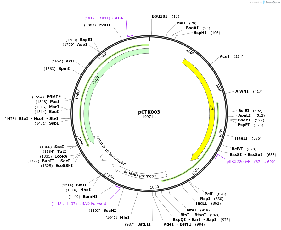 248366-plasmid-map-sequence-id-505068