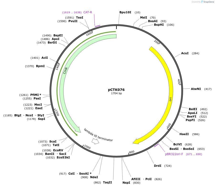 248439-plasmid-map-sequence-id-505069