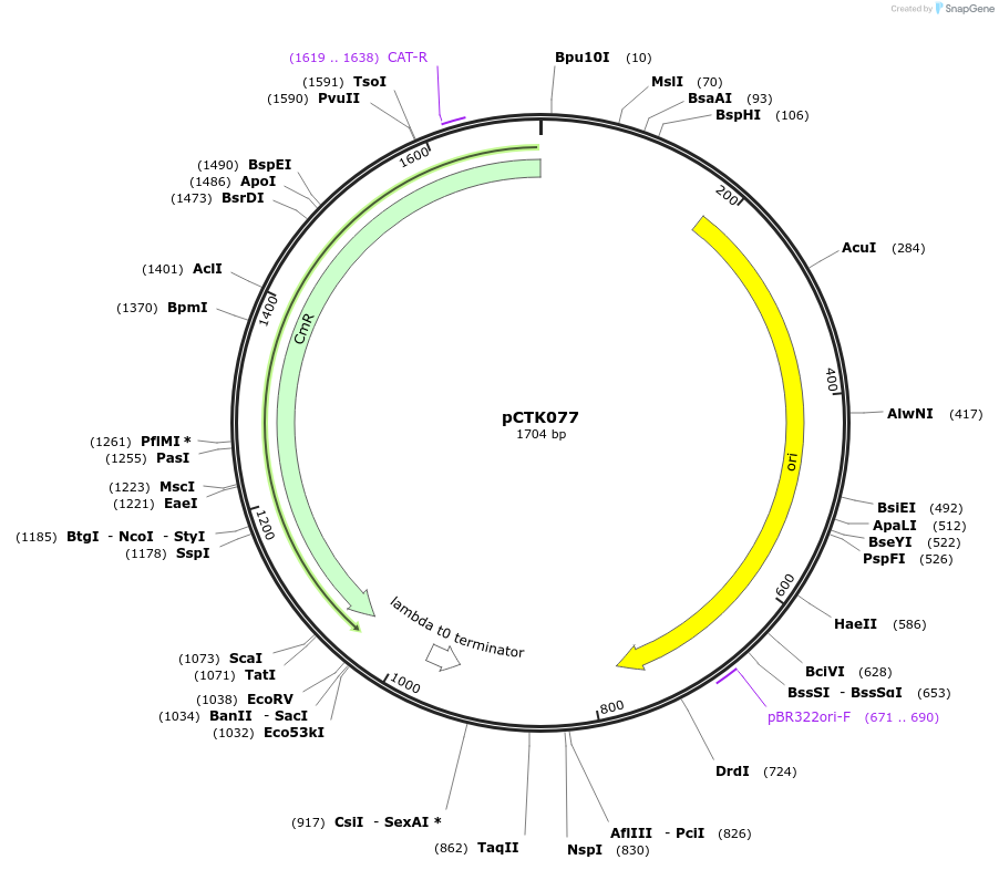 248440-plasmid-map-sequence-id-505070