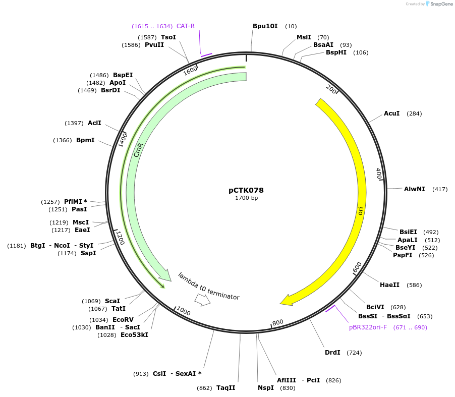 248441-plasmid-map-sequence-id-505071