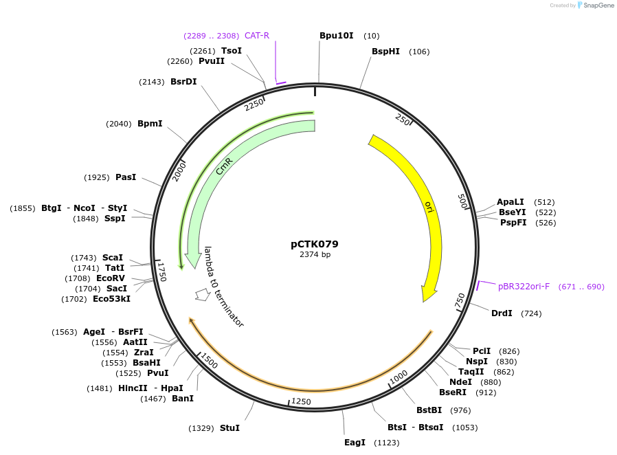 248442-plasmid-map-sequence-id-505072