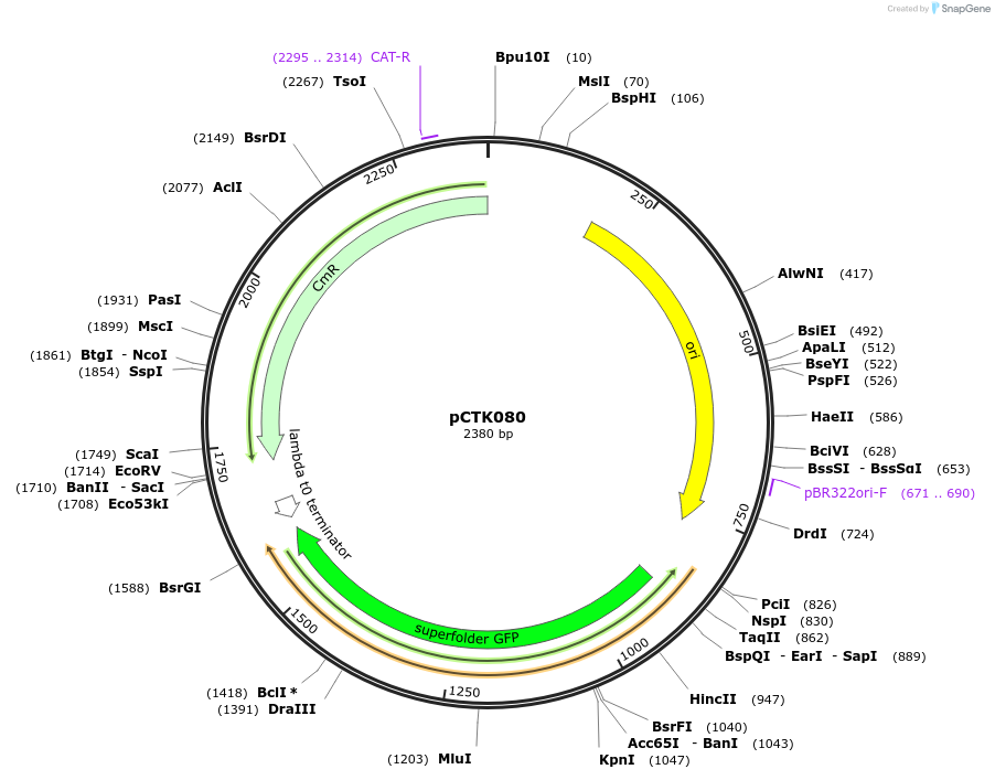 248443-plasmid-map-sequence-id-505073