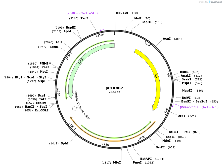 248445-plasmid-map-sequence-id-505074