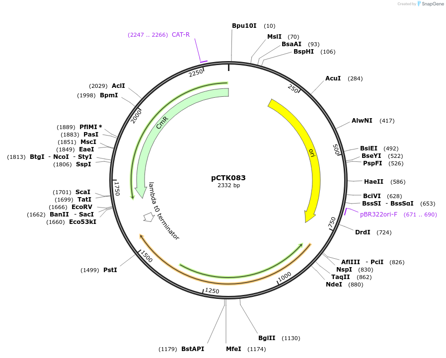 248446-plasmid-map-sequence-id-505075