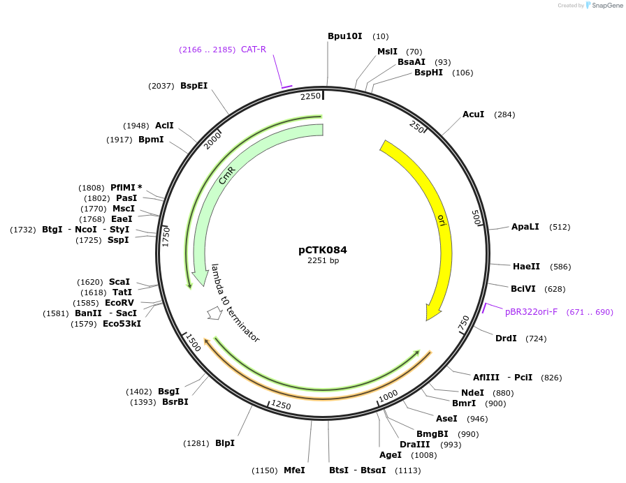 248447-plasmid-map-sequence-id-505076