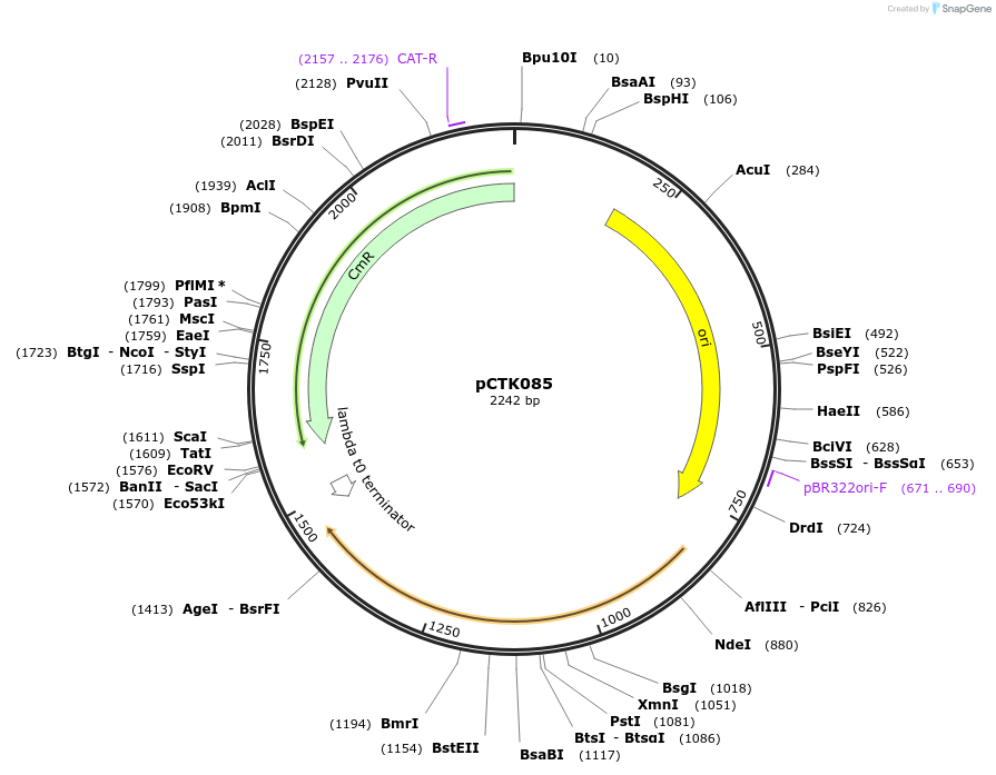 248448-plasmid-map-sequence-id-505077