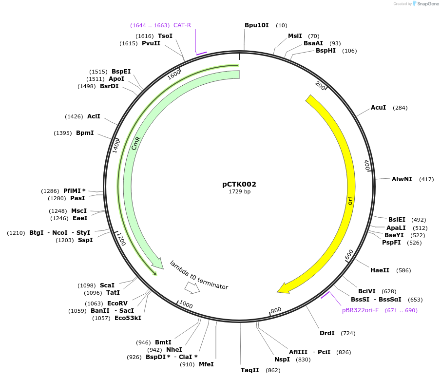 248365-plasmid-map-sequence-id-505078