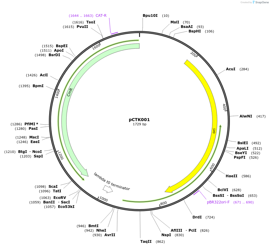 248364-plasmid-map-sequence-id-505079