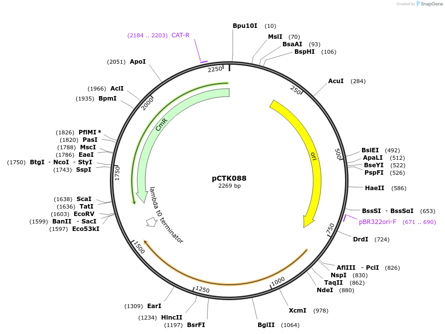248451-plasmid-map-sequence-id-505080