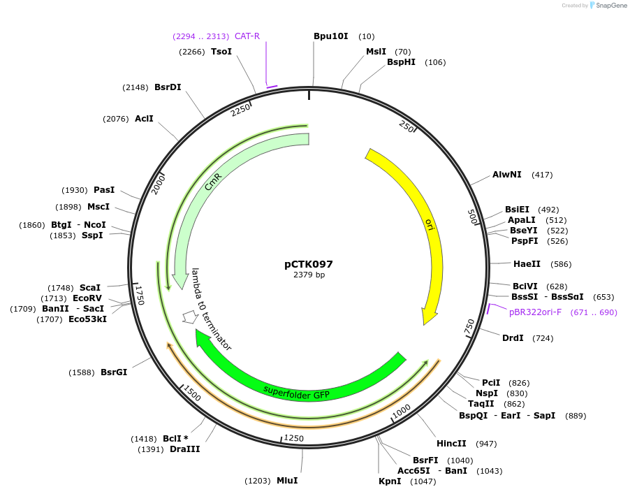 248460-plasmid-map-sequence-id-505081