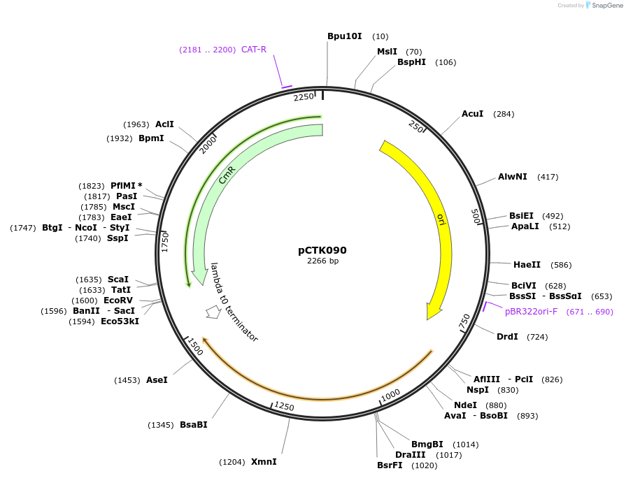 248453-plasmid-map-sequence-id-505082