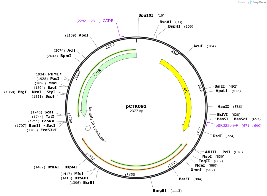 248454-plasmid-map-sequence-id-505083