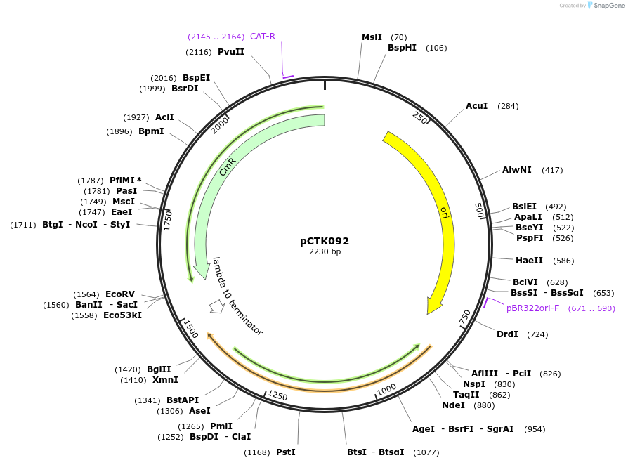 248455-plasmid-map-sequence-id-505084