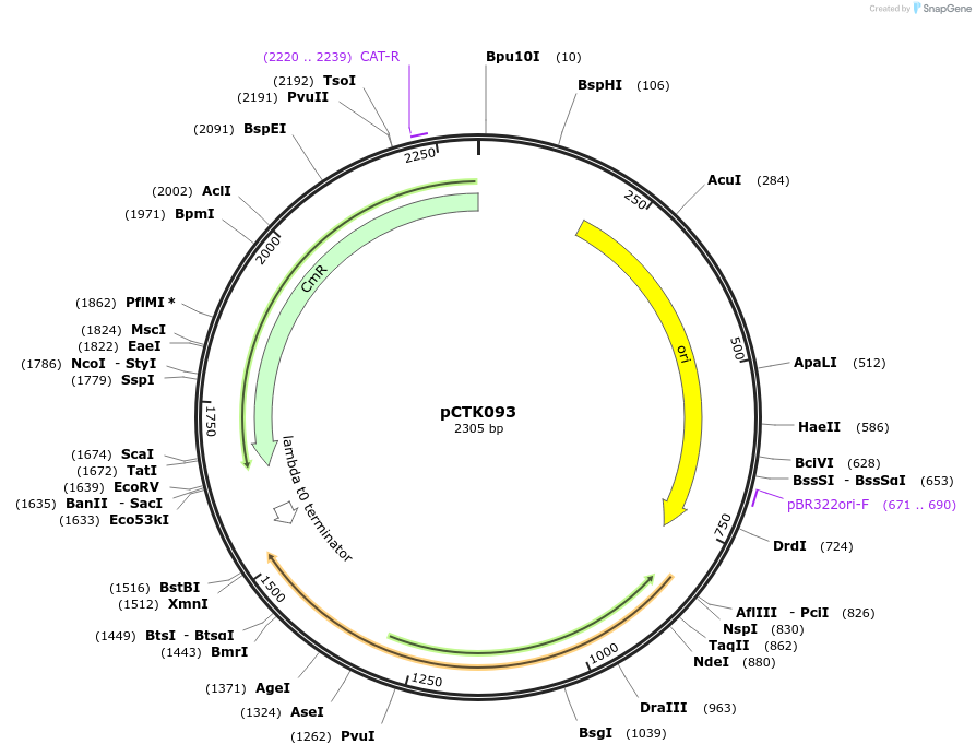 248456-plasmid-map-sequence-id-505085