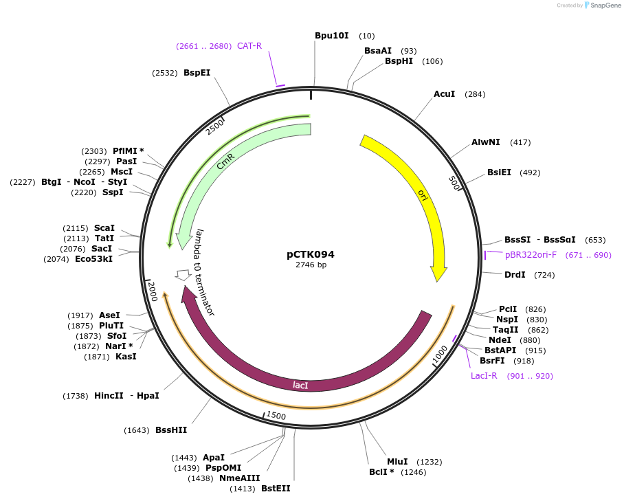 248457-plasmid-map-sequence-id-505086