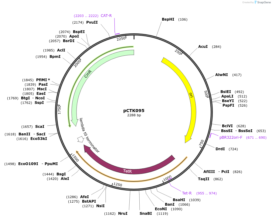 248458-plasmid-map-sequence-id-505087