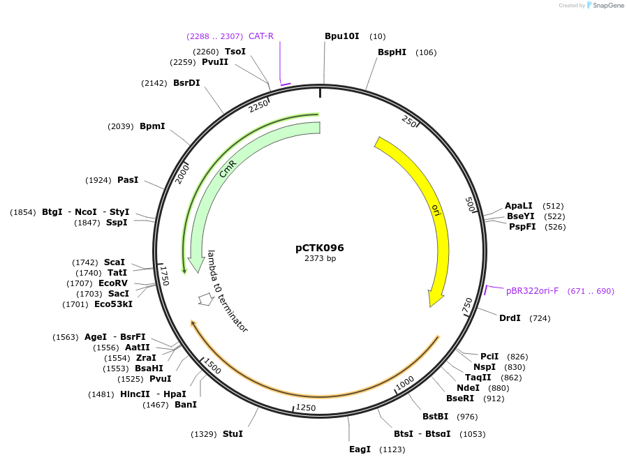 248459-plasmid-map-sequence-id-505088