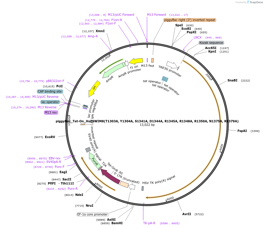 254368-plasmid-map-sequence-id-505108