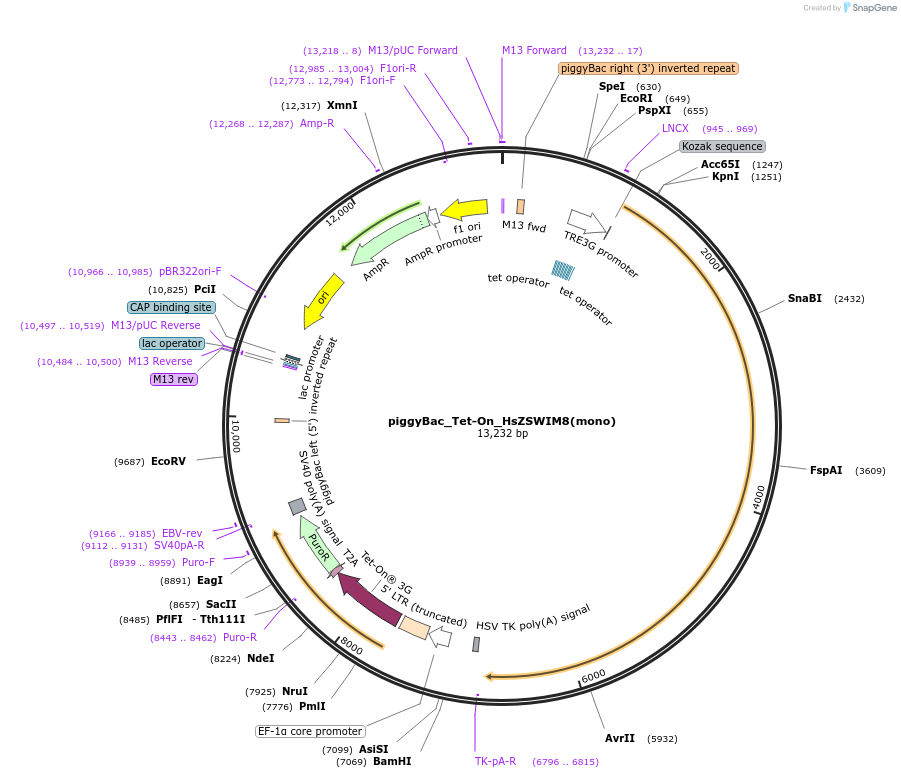 254354-plasmid-map-sequence-id-505125
