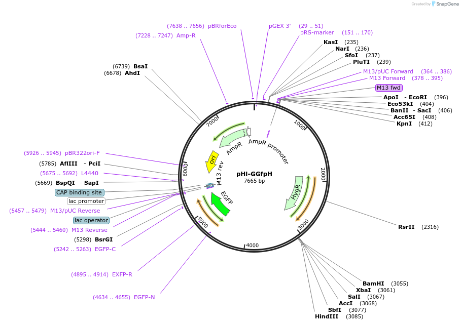 253867-plasmid-map-sequence-id-505134