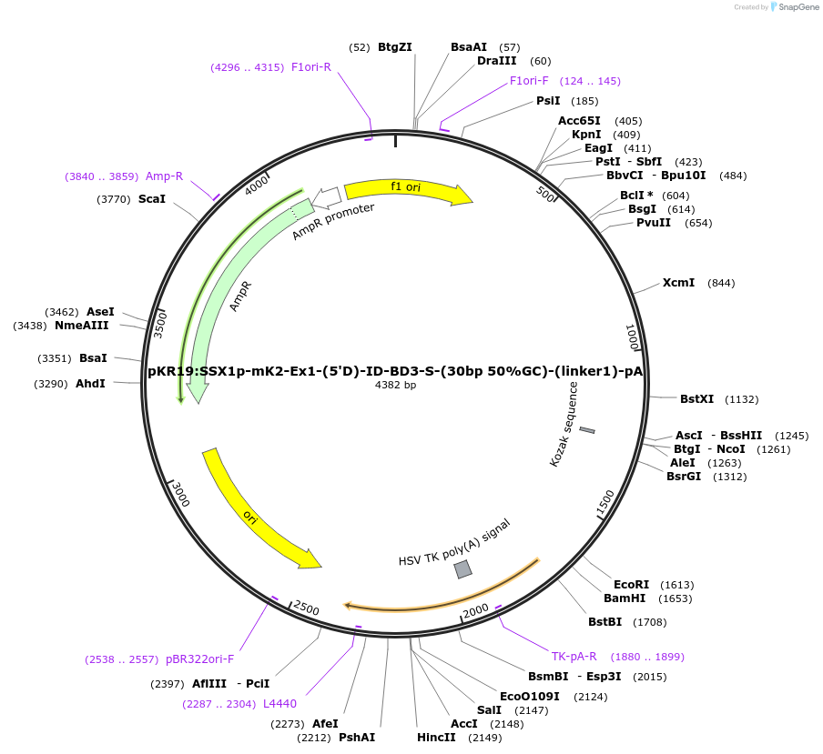251277-plasmid-map-sequence-id-505177