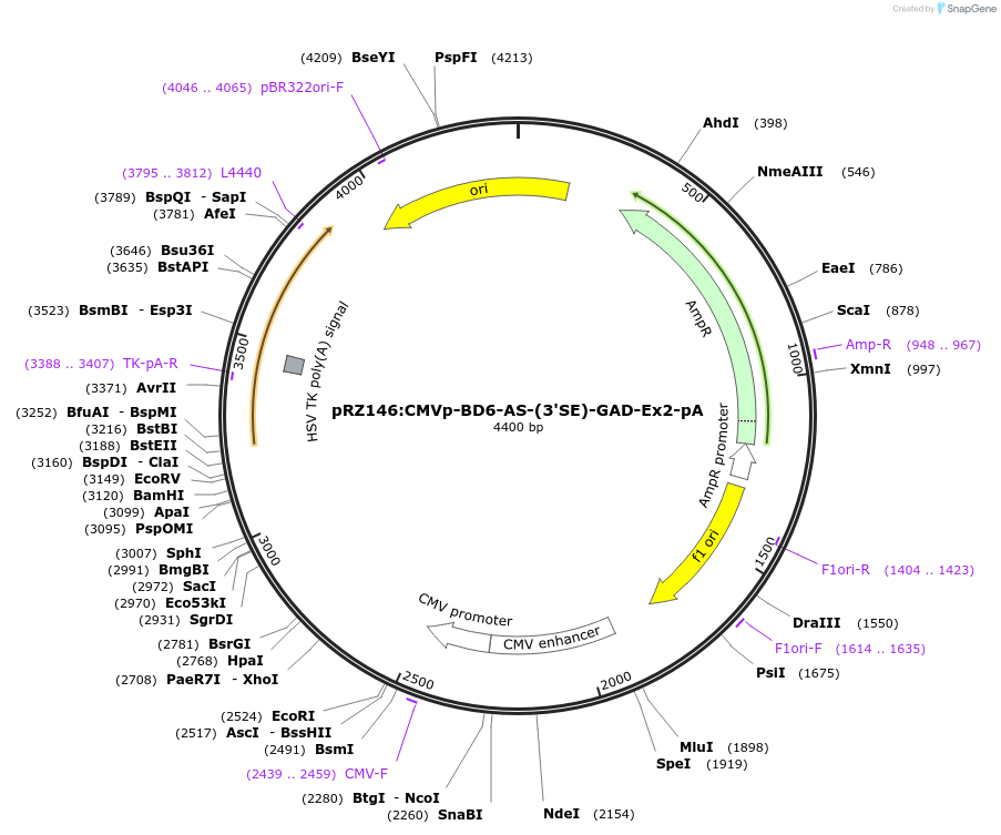 505181_map