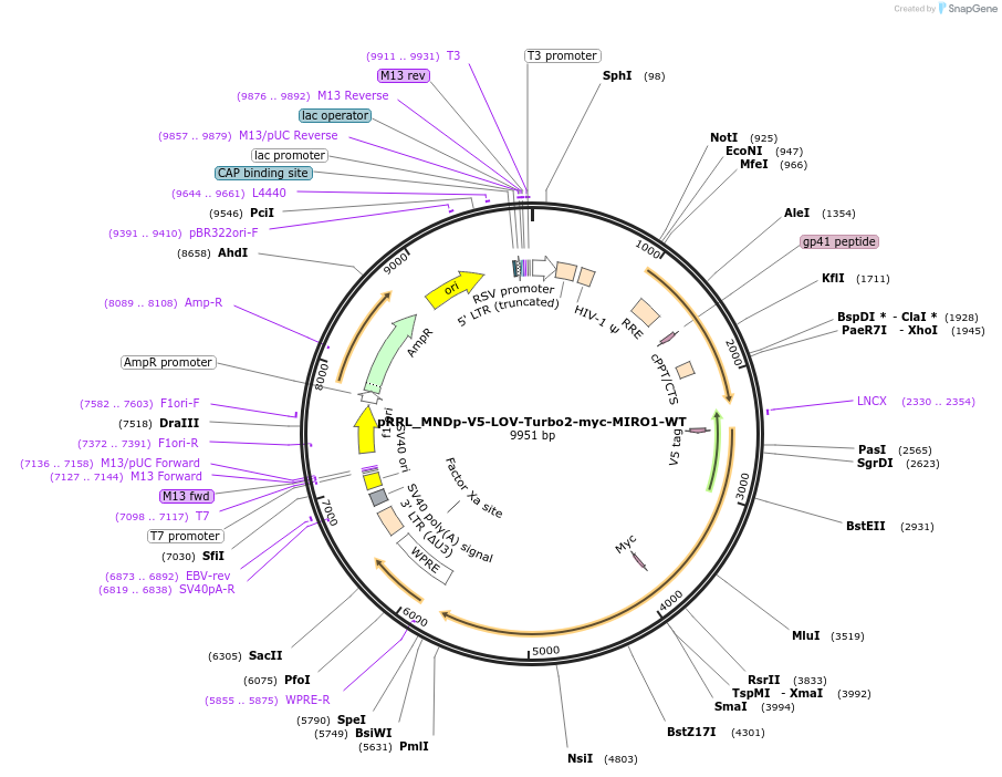 253799-plasmid-map-sequence-id-505249