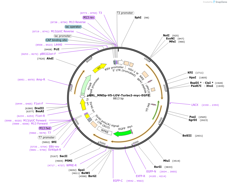 253798-plasmid-map-sequence-id-505250