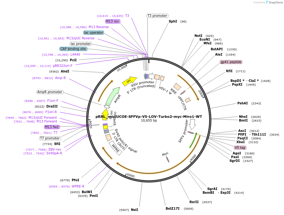 253804-plasmid-map-sequence-id-505251