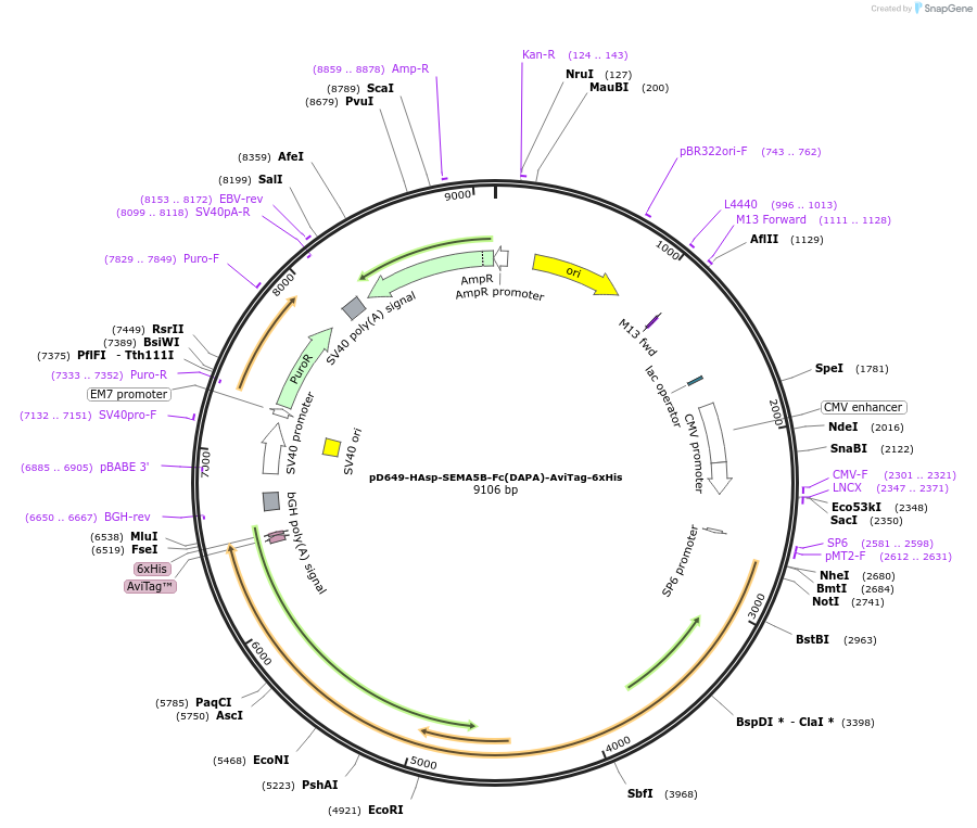 157021-plasmid-map-sequence-id-505294