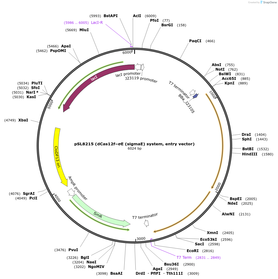 254272-plasmid-map-sequence-id-505316