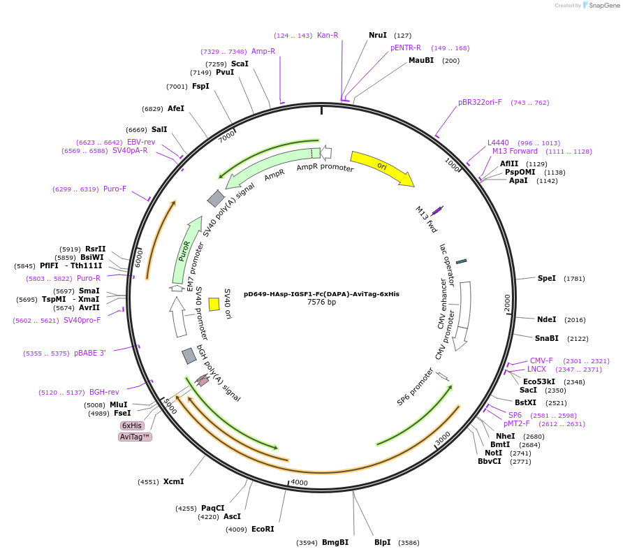 156881-plasmid-map-sequence-id-505340