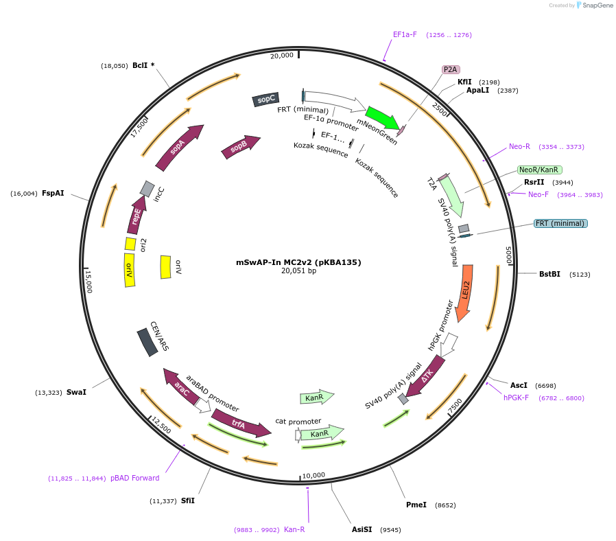 254035-plasmid-map-sequence-id-505345