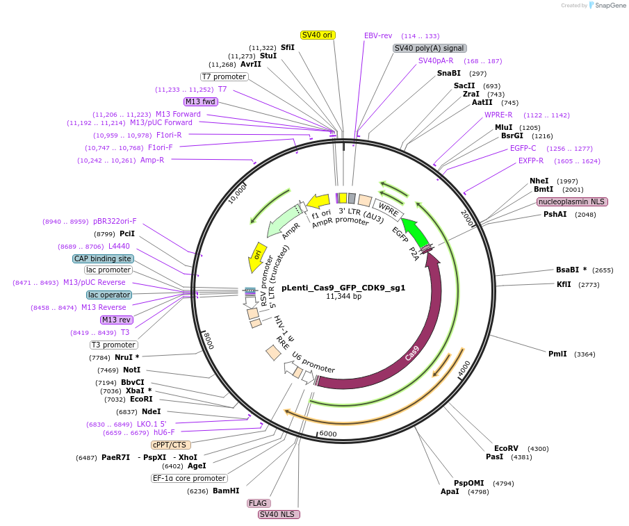 254537-plasmid-map-sequence-id-505357