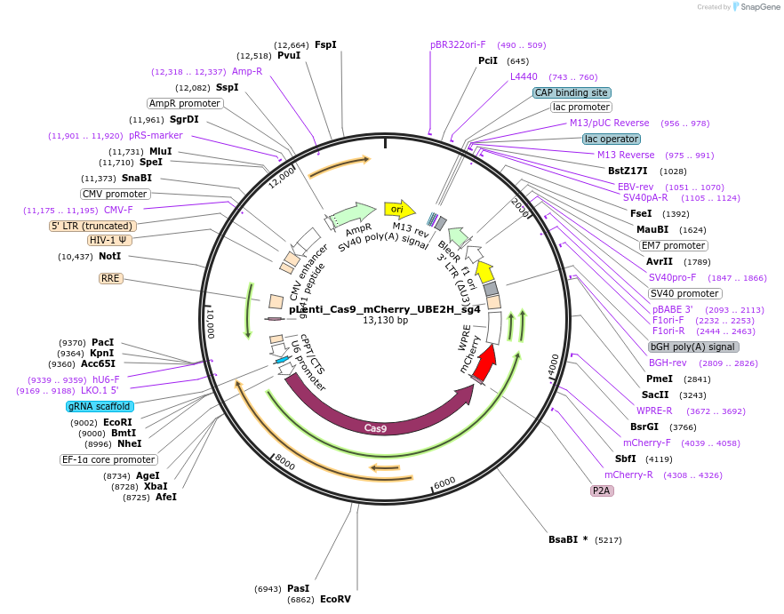 254545-plasmid-map-sequence-id-505360