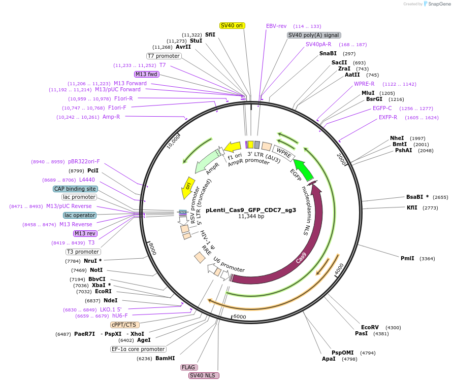 254535-plasmid-map-sequence-id-505368