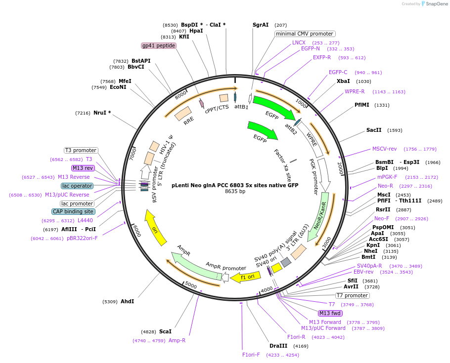 254307-plasmid-map-sequence-id-505384