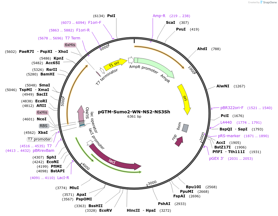240392-plasmid-map-sequence-id-505386