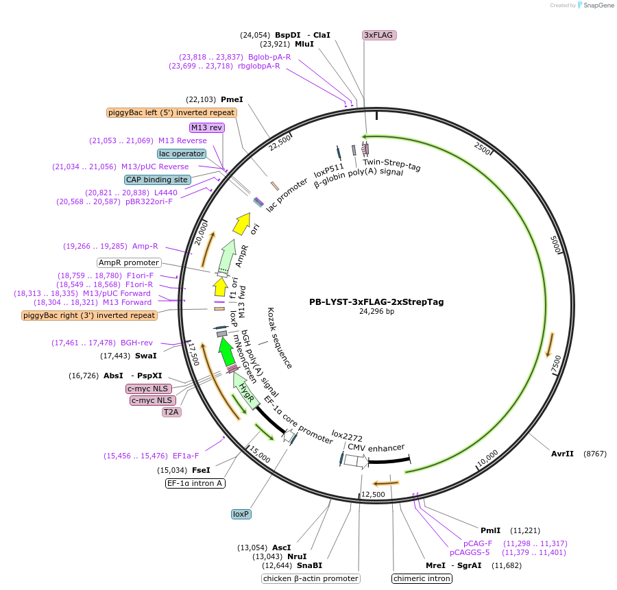 253253-plasmid-map-sequence-id-505393