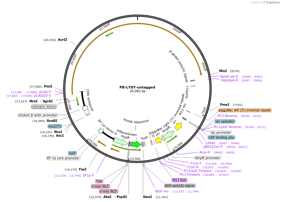 253251-plasmid-map-sequence-id-505395
