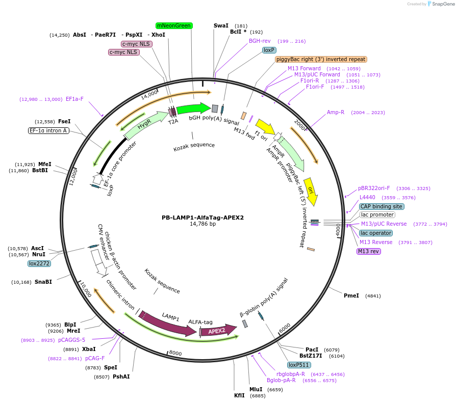 253247-plasmid-map-sequence-id-505397