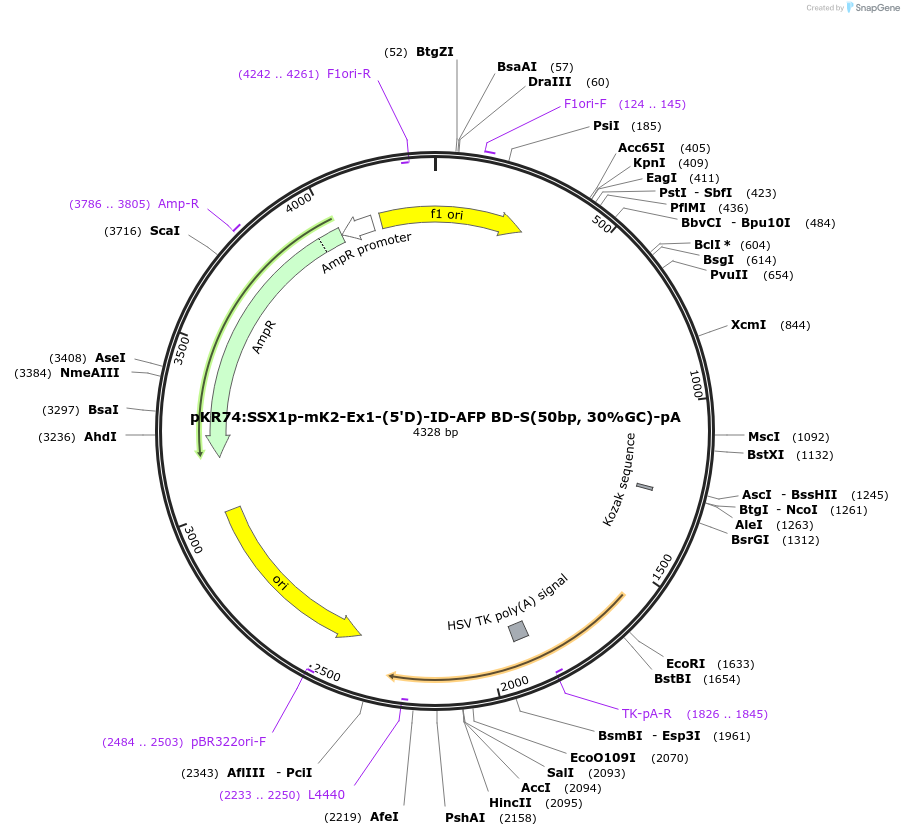 251286-plasmid-map-sequence-id-505541