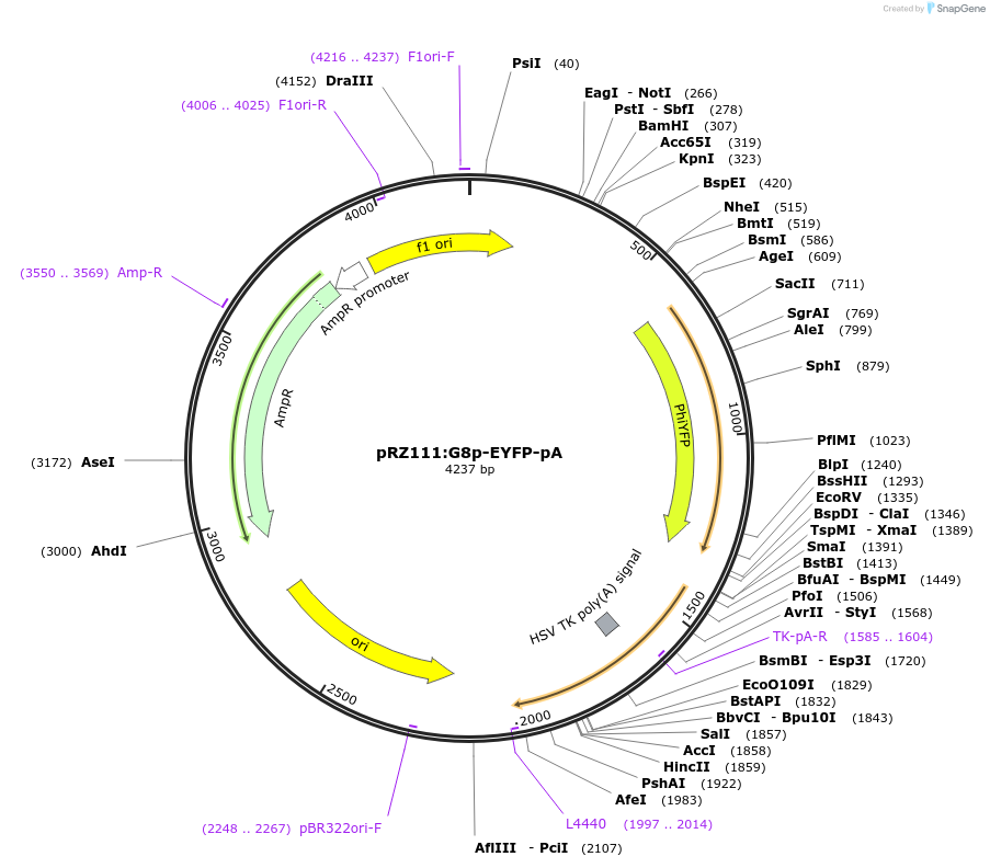 251300-plasmid-map-sequence-id-505547