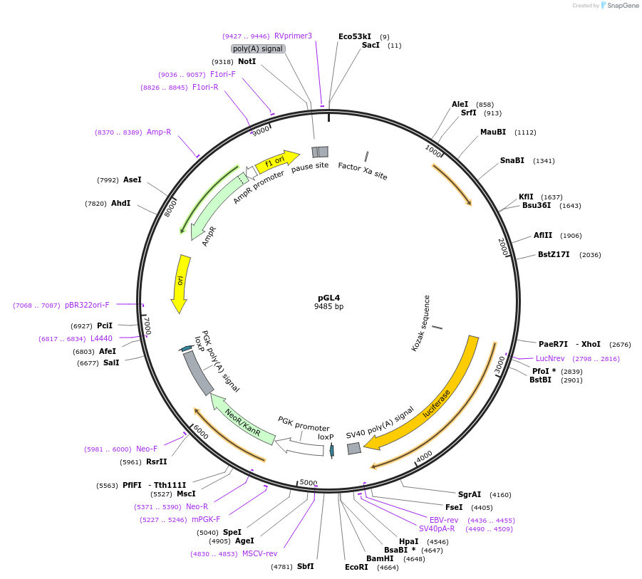 48744-plasmid-map-sequence-id-505603